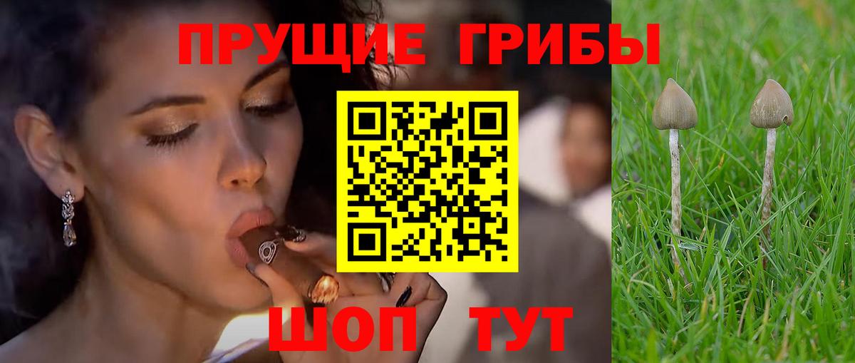 Галлюциногенные грибы MAGIC MUSHROOMS  Вход с VPN  Кунгур  Галлюциногенные грибы Cubensis 